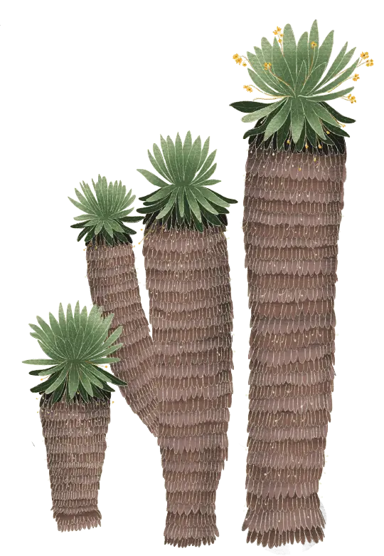 Frailejon 1