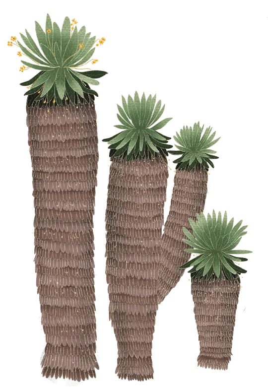 Frailejon 2
