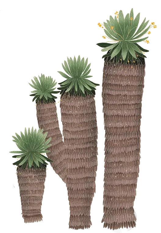 Frailejon 8