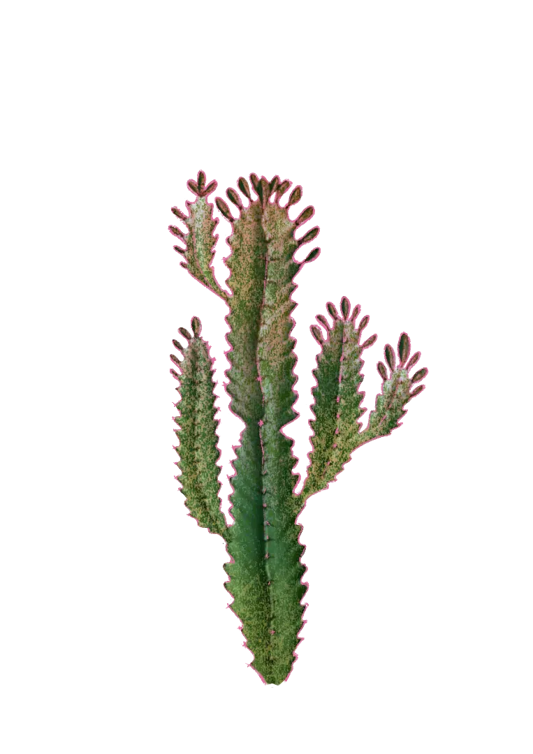 Cactus decorativo