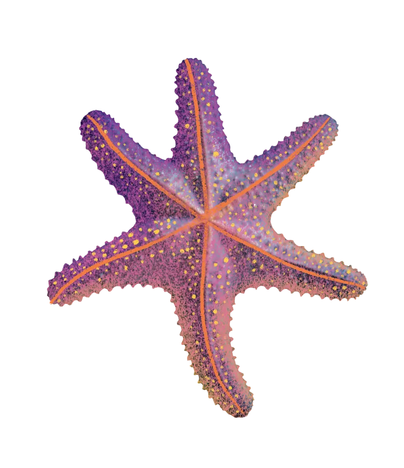 Estrella de mar